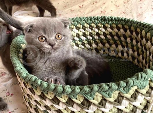 Son Kalan Di̇şi̇ Scotich Shorthair görsel