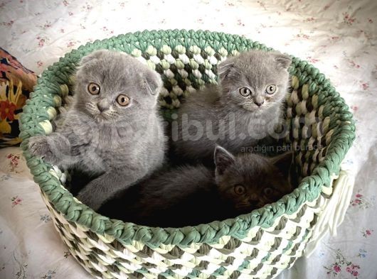 Son Kalan Di̇şi̇ Scotich Shorthair görsel