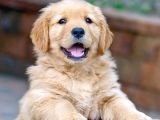 Bayb Face Golden Retriever Yavrularımız