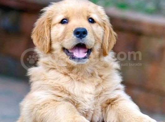 Bayb Face Golden Retriever Yavrularımız görsel