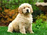 Bayb Face Golden Retriever Yavrularımız