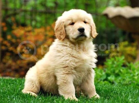 Bayb Face Golden Retriever Yavrularımız görsel