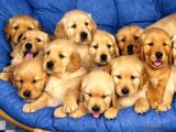Bayb Face Golden Retriever Yavrularımız