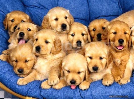 Bayb Face Golden Retriever Yavrularımız görsel