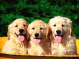 Bayb Face Golden Retriever Yavrularımız