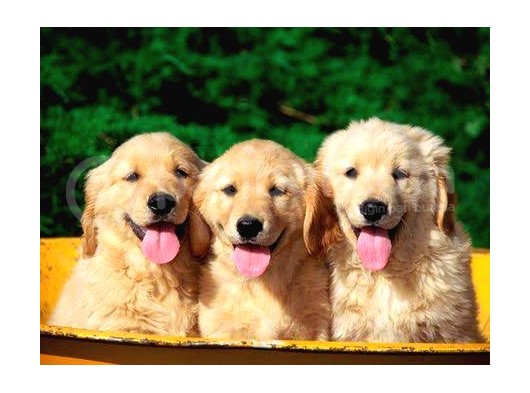 Bayb Face Golden Retriever Yavrularımız