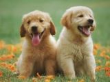 Bayb Face Golden Retriever Yavrularımız