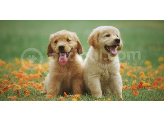 Bayb Face Golden Retriever Yavrularımız görsel