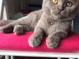 6 Aylik Erkek Scottish Fold