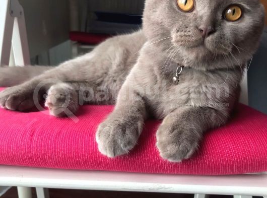 6 Aylik Erkek Scottish Fold