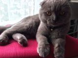 6 Aylik Erkek Scottish Fold