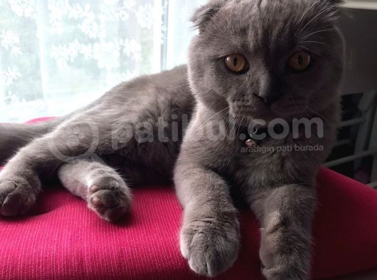 6 Aylik Erkek Scottish Fold görsel
