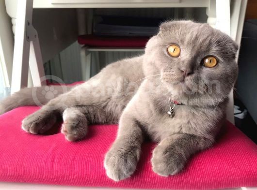 6 Aylik Erkek Scottish Fold görsel