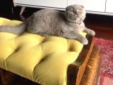 6 Aylik Erkek Scottish Fold