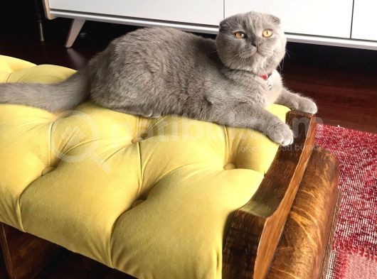 6 Aylik Erkek Scottish Fold görsel