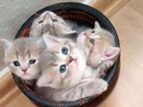 Li̇lac Tabby Bri̇ti̇sh Shorthai̇r Bebekler