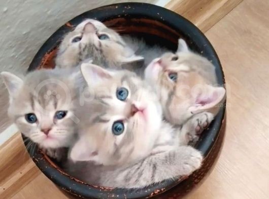 Li̇lac Tabby Bri̇ti̇sh Shorthai̇r Bebekler