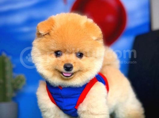 Aa Kalite Safkan  Pomeranian Oğlumuz görsel