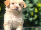 Sütlü Kahve Dizayn Irk Maltipoo