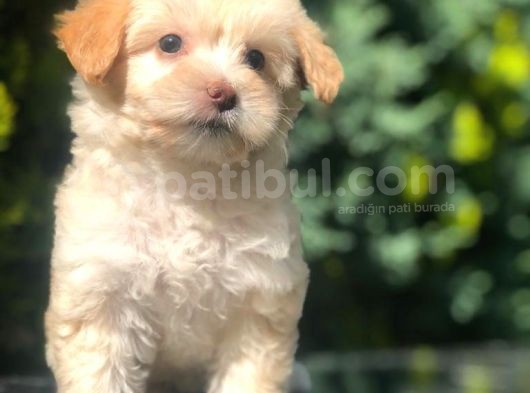 Sütlü Kahve Dizayn Irk Maltipoo görsel