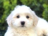 Boncuk Gözlü Dizayn Irk Maltipoo