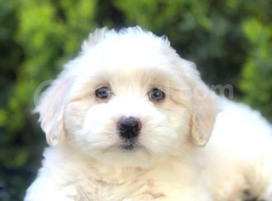 Boncuk Gözlü Dizayn Irk Maltipoo görsel