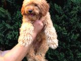 4 Aylık Erkek Apricot Toy Poodle Yavrumuz