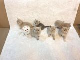 Ev Kedi̇leri̇ Safkan Di̇şi̇ Ve Erkek Bri̇ti̇sh Shorthai̇r Yavrular