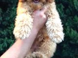 4 Aylık Erkek Apricot Toy Poodle Yavrumuz