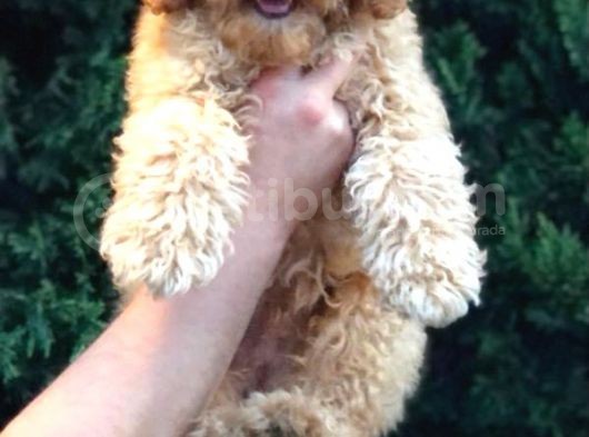 4 Aylık Erkek Apricot Toy Poodle Yavrumuz görsel
