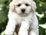 Orjinal Maltipoo Yavrular Dişi Ve Erkek