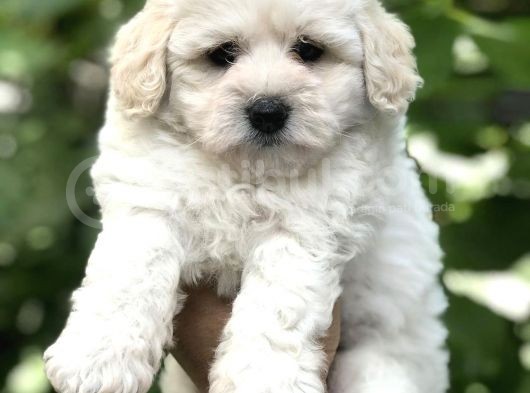 Orjinal Maltipoo Yavrular Dişi Ve Erkek görsel
