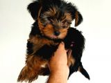Gold Yorkie Erkekler