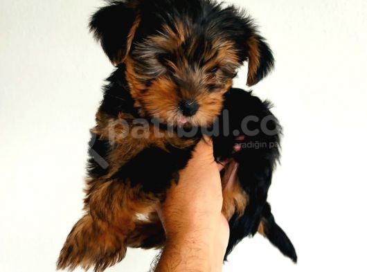 Gold Yorkie Erkekler görsel