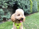Medium Poodle Bal Barney