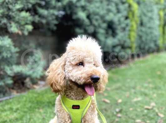 Medium Poodle Bal Barney görsel