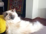 Chinchilla Yavruları