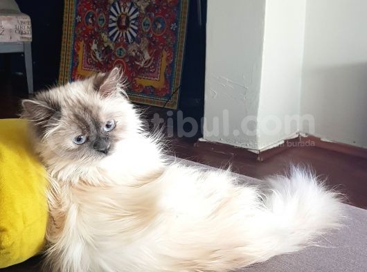Chinchilla Yavruları görsel