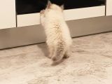 Chinchilla Yavruları
