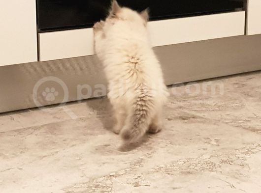 Chinchilla Yavruları görsel