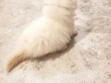 Chinchilla Yavruları