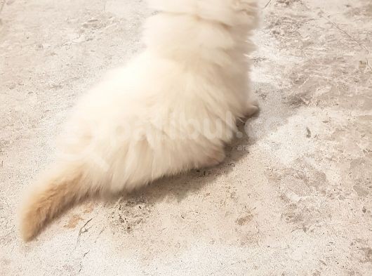 Chinchilla Yavruları görsel