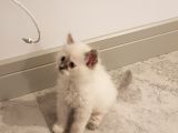 Chinchilla Yavruları