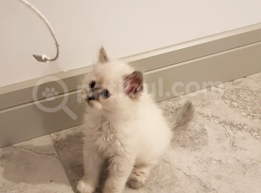 Chinchilla Yavruları görsel