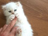 Chinchilla Yavruları