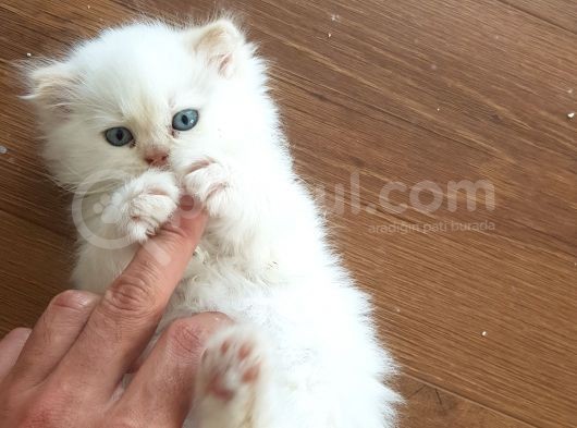 Chinchilla Yavruları görsel