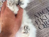 Chinchilla Yavruları
