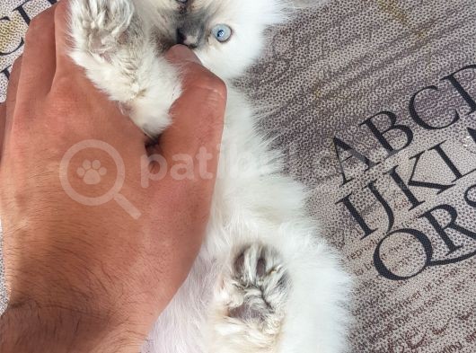 Chinchilla Yavruları görsel