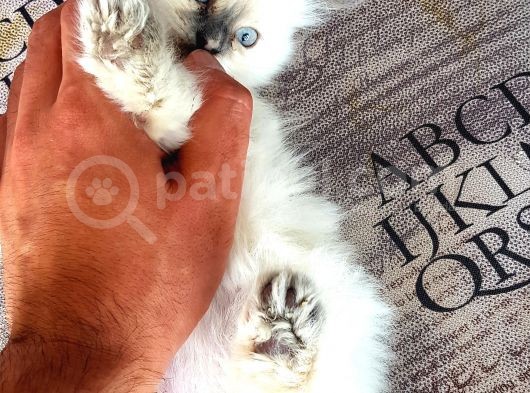 Chinchilla Yavruları görsel