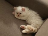 Chinchilla Yavruları